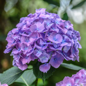 Hydrangea 'Enziandom'