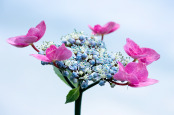 Hydrangea macrophylla 'Zorro'