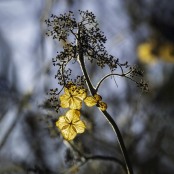 Hydrangea in Winter Sunshine