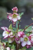 Helleborus 