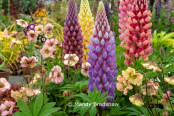 Loopy about lupins