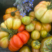 Freshly Harvested
