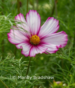 Eye-catching cosmos