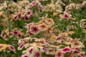 Phlox drummondii 'Cherry Caramel'