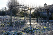 Frozen Phlomis