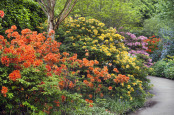 Birmingham Botanical Gardens rhododendron walk