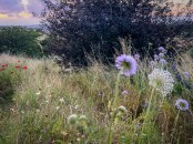 Garden meadow