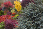 Colourful autumn border