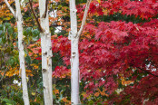 Betula Utilis bark 