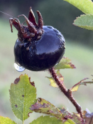 Rose Hip