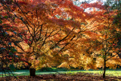 Morning sun sets Batsford Arboretum alight.