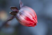 Red Dahlia Bud 