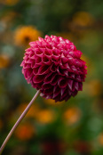 Dahlia 