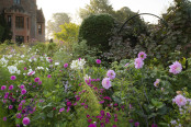 Chenies Manor Dahlias at Sunrise