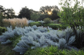  "Dawn in the "Grass" garden, late summer"