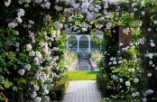 "Dawn in David AustinÂ´s Rose Garden" 