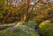 The Spring Garden