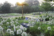 "Sunrise in Fenna´s allium garden"