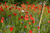 Roadside beauties