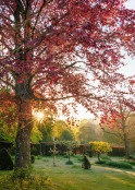 First light, late frost