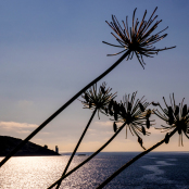 Nature's New Year Fireworks