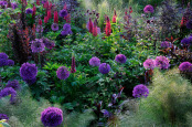 "Purple Dawn"