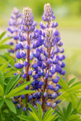 Lupins in the morning light