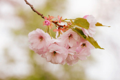 Prunus 'Ichiyo'