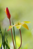 Tulipa clusiana 'Tubergens' 