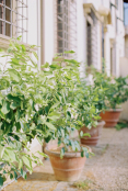 Florentine courtyard garden