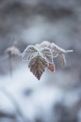 Frosted Brambles