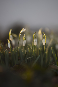 Snowdrops at sunset