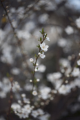 Spring Blossoms