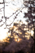 Spring Blossoms