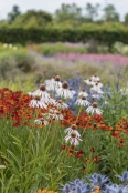 Summer Perennials