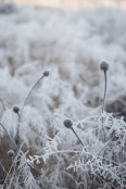 Frosted seed heads