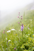 Wildflowers in the Alps