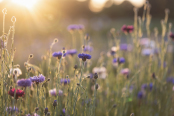 Evening Cornflowers