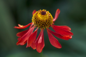 Helenium 