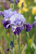 Iris 'Millennium Falcon'