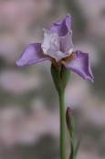 Iris sibirica 