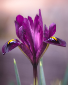 Iris reticulata 'Purple Hill'