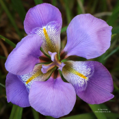 Iris unguicularis