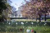 Tulips along Cherry Walk, Temperate House, Royal Botanic Gardens, Kew