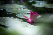Waterlily