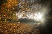 Autumn Palm House