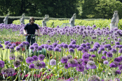 Alliums at Kew Gardens