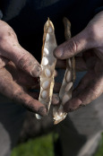 Haricot beans