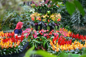 Kew Gardens Orchids festival 2015