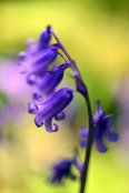 Electric Bluebells